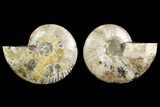 Agate Replaced Ammonite Fossil - Crystal Pockets #158306-1